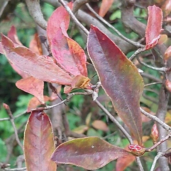 Rhododendron periclymenoides Blad