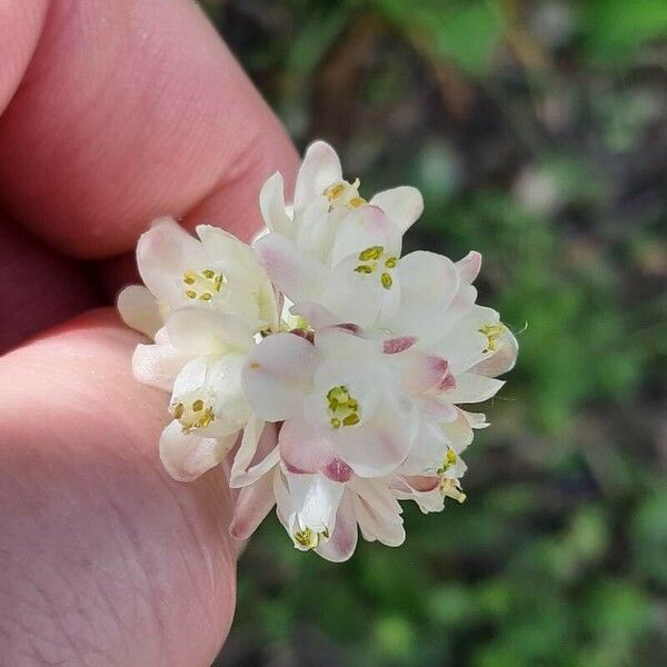 Staphylea pinnata Flower