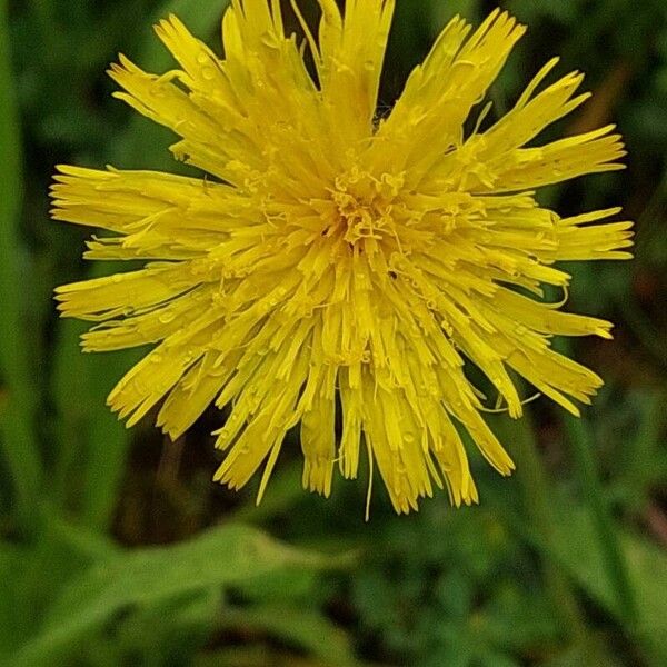 Pilosella officinarum Bloem