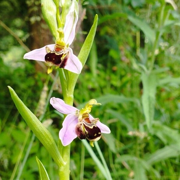 Ophrys apifera Λουλούδι