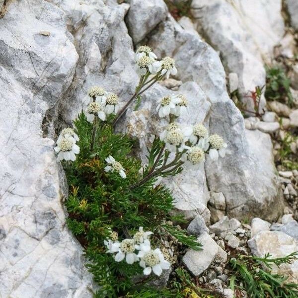 Achillea atrata 花