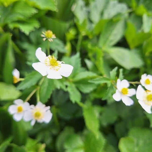 Ranunculus aconitifolius Virág