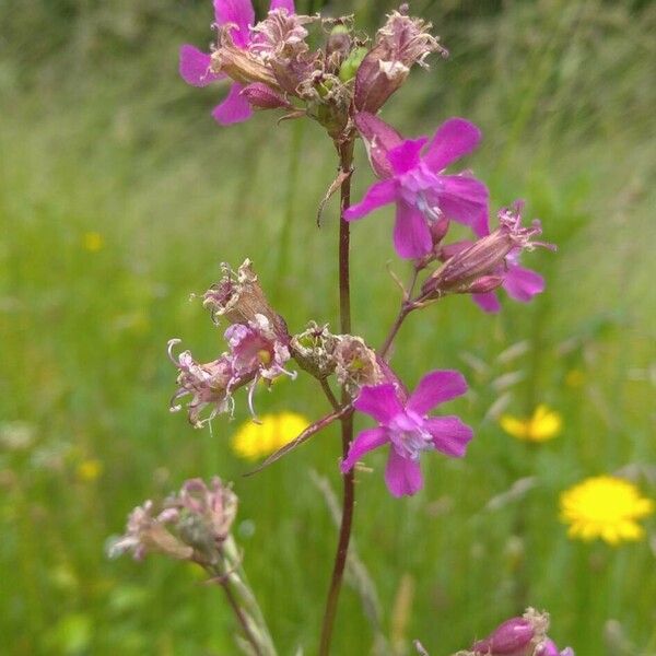 Viscaria vulgaris Квітка