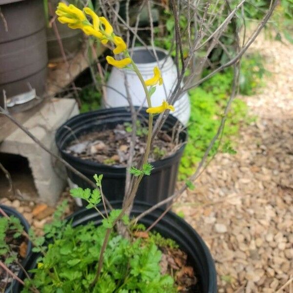 Corydalis flavula Flower