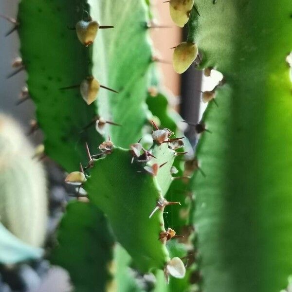 Euphorbia triangularis Folio