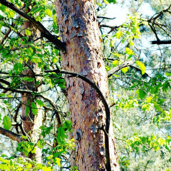 Pinus sylvestris Escorça