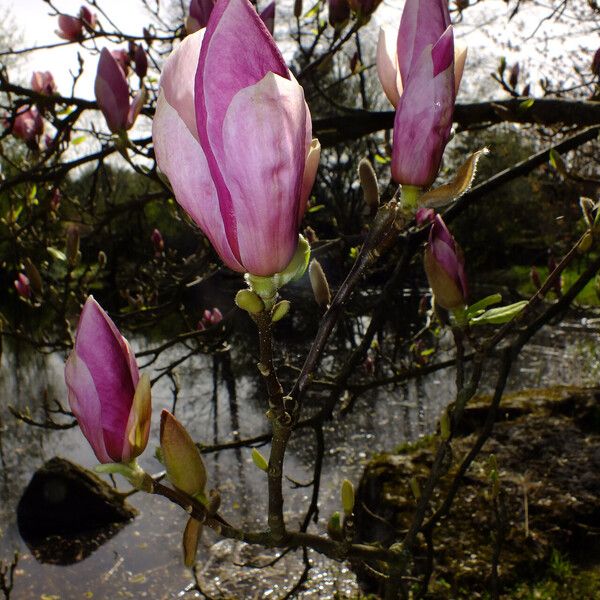 Magnolia × soulangeana Fleur