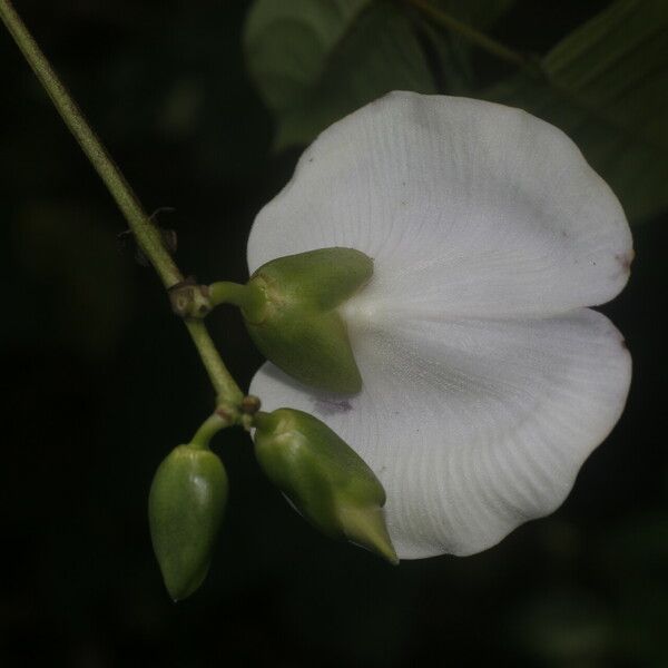 Centrosema plumieri Flor