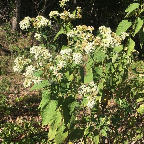 Verbesina virginica 花