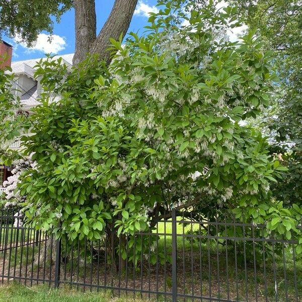 Chionanthus virginicus Elinympäristö