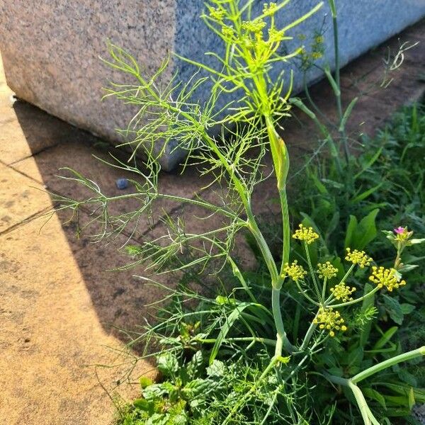 Foeniculum vulgare Blad