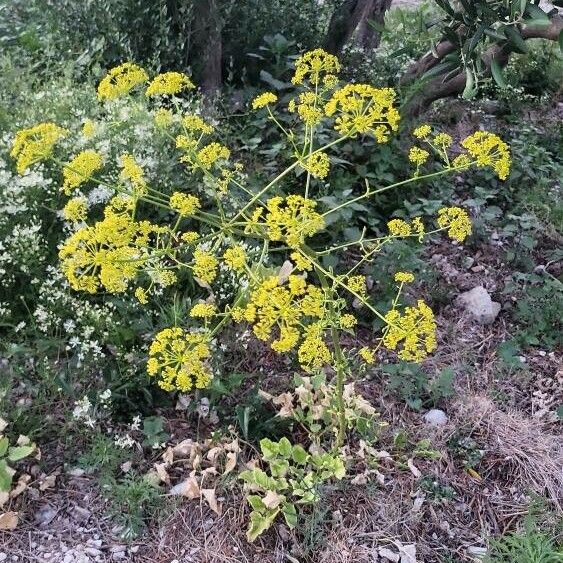 Opopanax chironium Floare