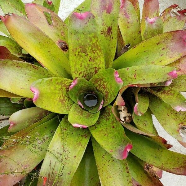 Neoregelia farinosa Fuelha