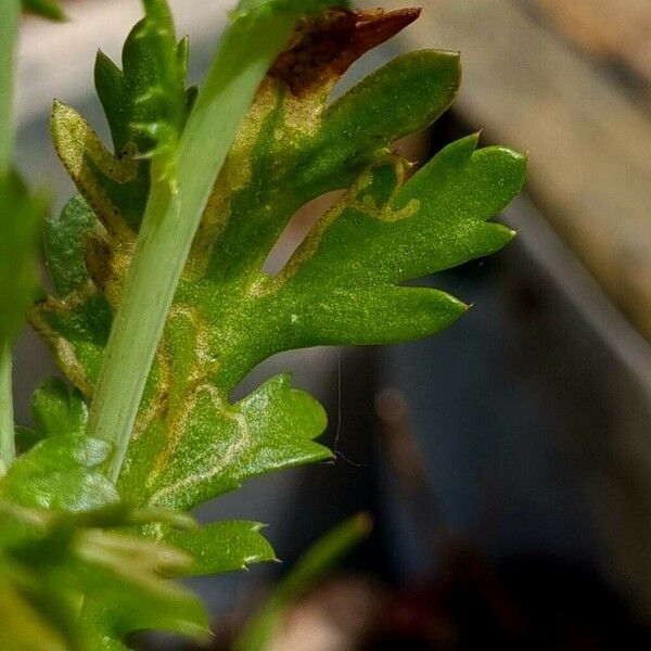 Glebionis coronaria Folha