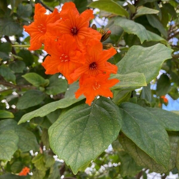 Cordia sebestena Kukka