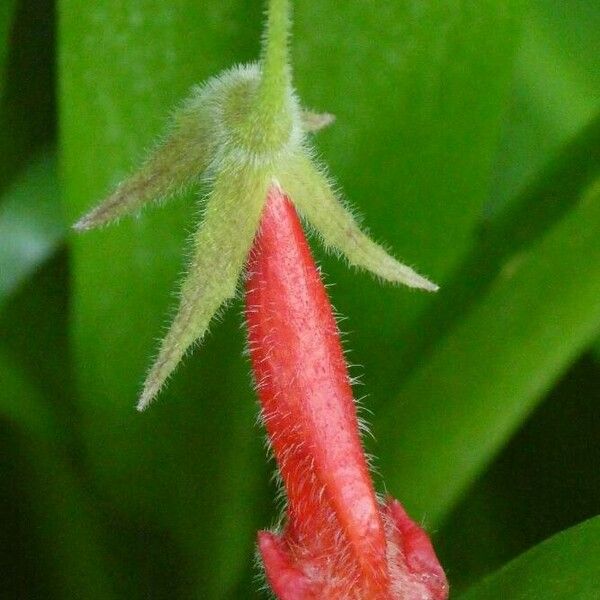 Kohleria hirsuta 花