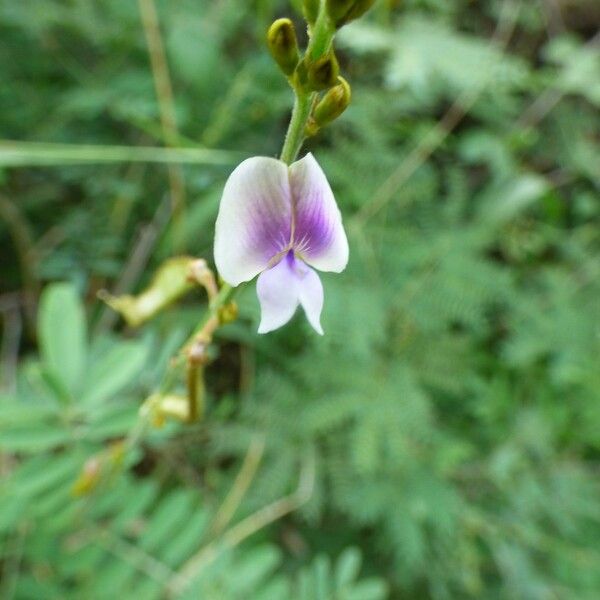 Tephrosia noctiflora Floro