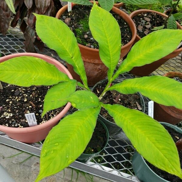 Amorphophallus yunnanensis Leaf