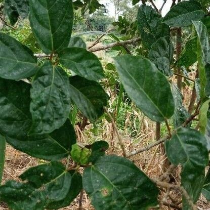 Ficus sur Blad