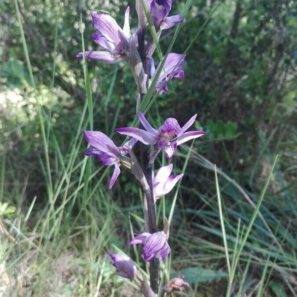 Limodorum abortivum Flower