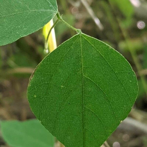 Amphicarpaea bracteata Blatt