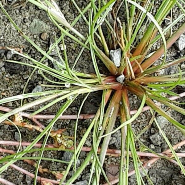 Juncus bufonius Habit