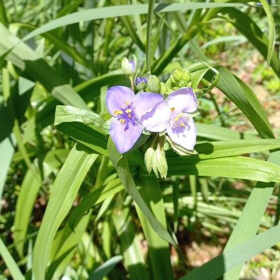 Tradescantia ohiensis Květ