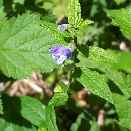 Scutellaria galericulata Flower