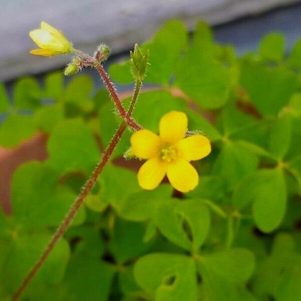 Oxalis stricta Flor