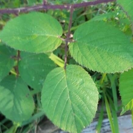 Rubus hypomalacus Leaf