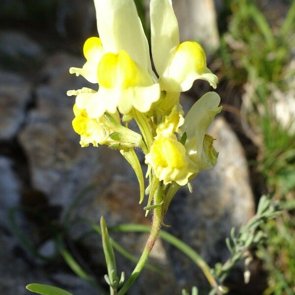 Linaria supina फूल