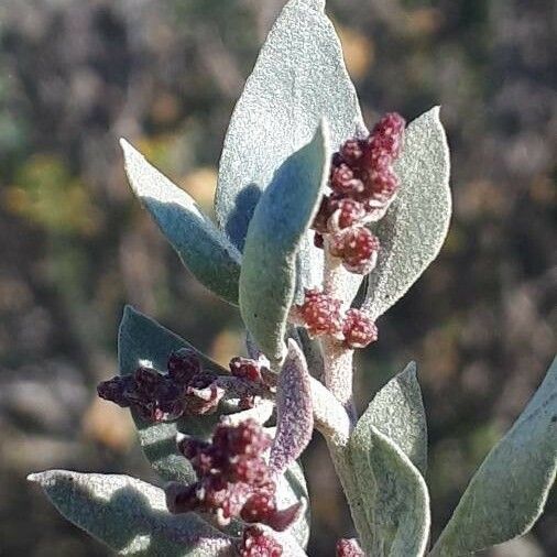 Atriplex halimus Bloem