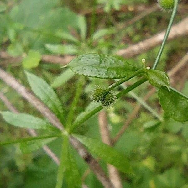 Galium triflorum Leaf