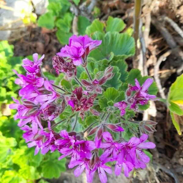 Pelargonium graveolens Flower