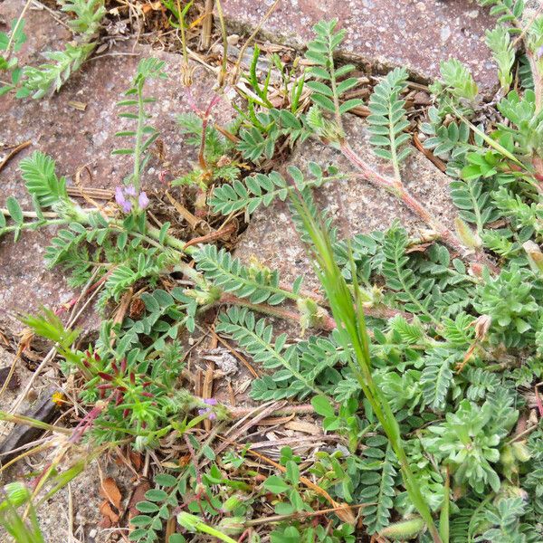 Astragalus sesameus Habitat