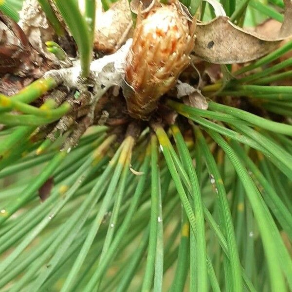 Pinus heldreichii Folla