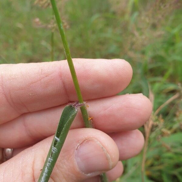 Capillipedium spicigerum പുറംതൊലി