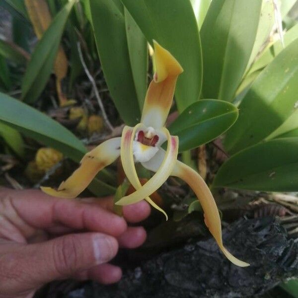 Maxillaria porrecta Virág