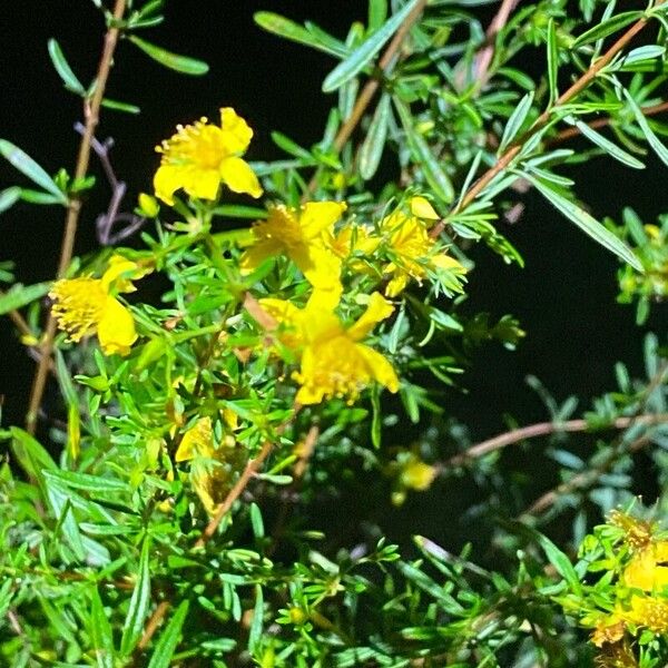 Hypericum densiflorum Blomma