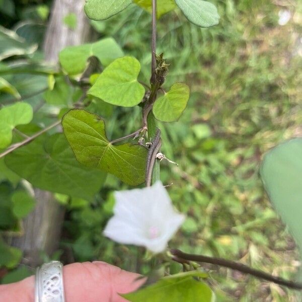 Ipomoea lacunosa Cvet