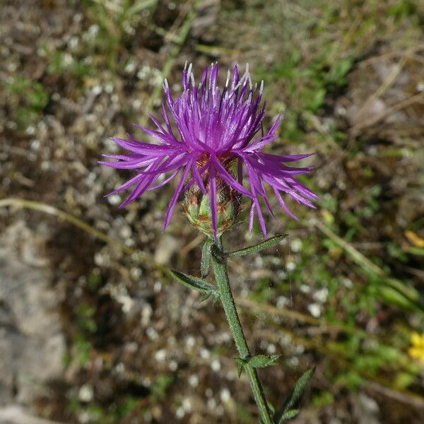 Centaurea paniculata Květ