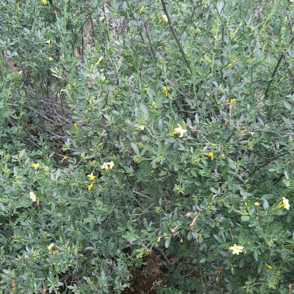 Chrysojasminum fruticans Hàbitat