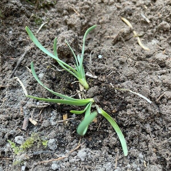 Allium glaciale Foglia