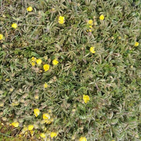 Potentilla hirta Kukka