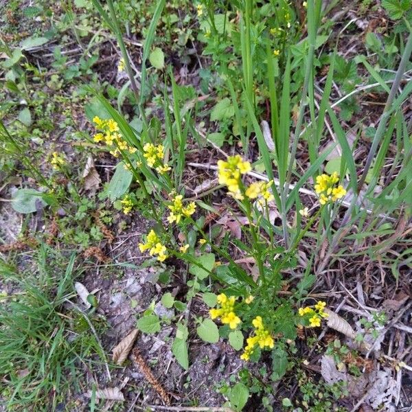 Barbarea orthoceras 花