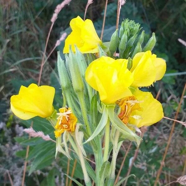 Oenothera biennis 花