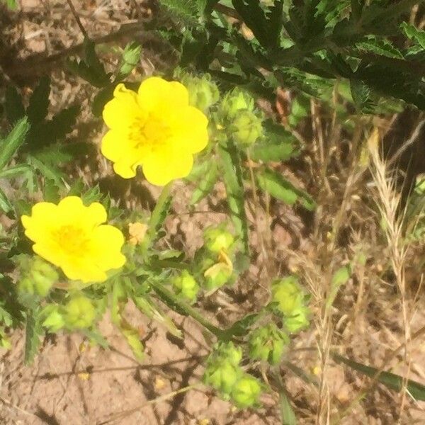 Potentilla pedata फूल