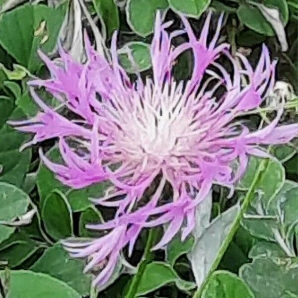 Centaurea napifolia Flower