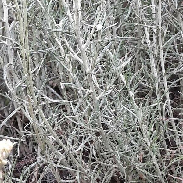 Helichrysum italicum Levél