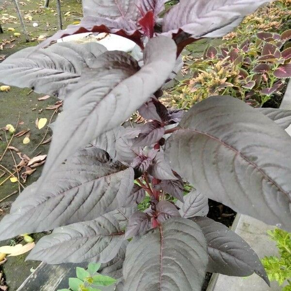 Amaranthus cruentus Levél